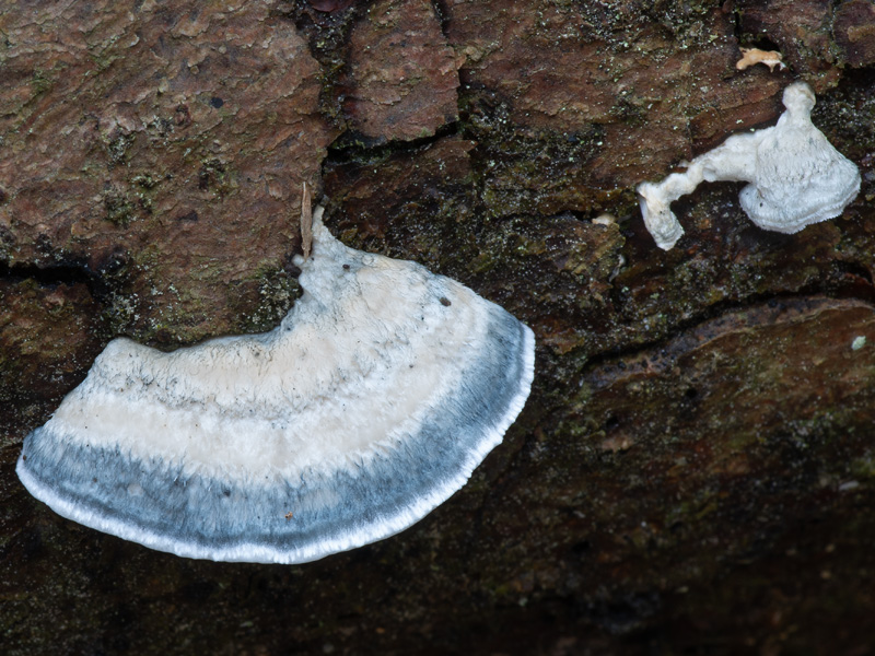 Postia cyanescens